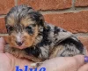 Cockapoo