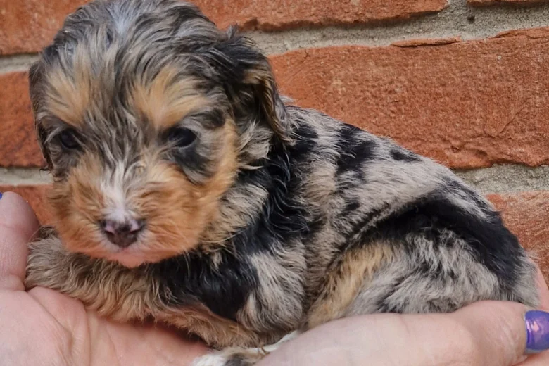 Cockapoo