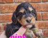 Cockapoo