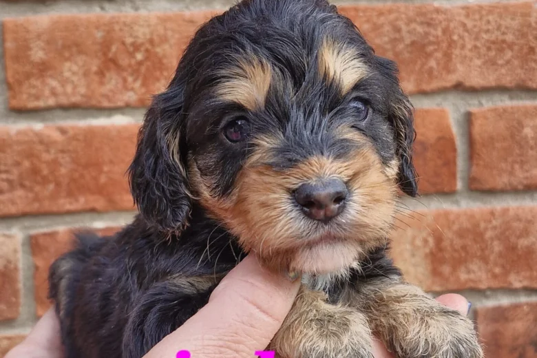 Cockapoo