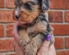 Cockapoo