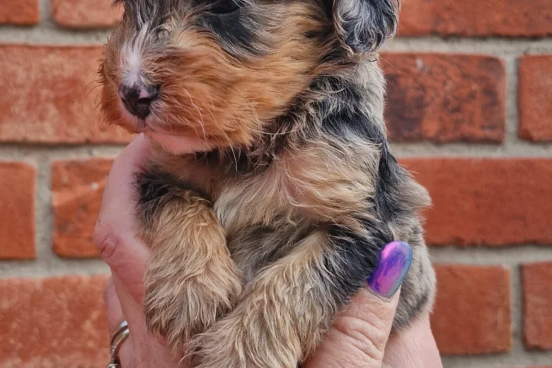 Cockapoo