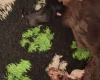Cockapoo