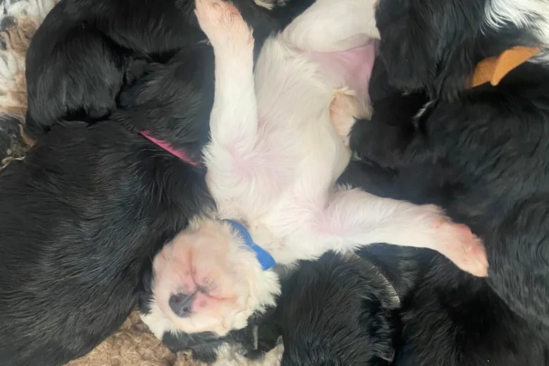 Cockapoo