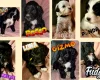 Cockapoo