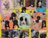 Cockapoo