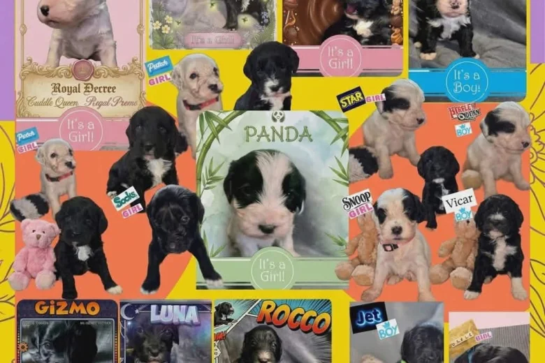 Cockapoo