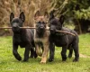 Akita