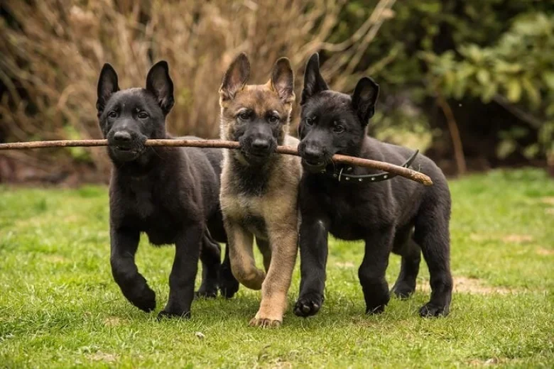 Akita