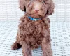Toy Poodle