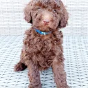 Toy Poodle