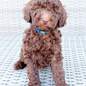 Toy Poodle