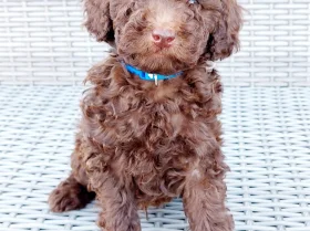 Toy Poodle