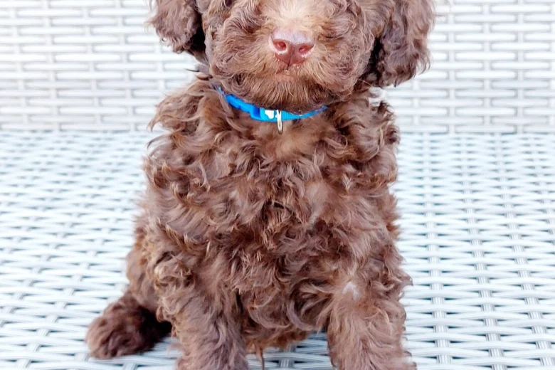 Toy Poodle
