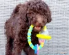 Toy Poodle