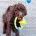 Toy Poodle