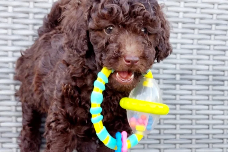 Toy Poodle
