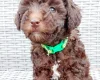 Toy Poodle