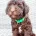 Toy Poodle