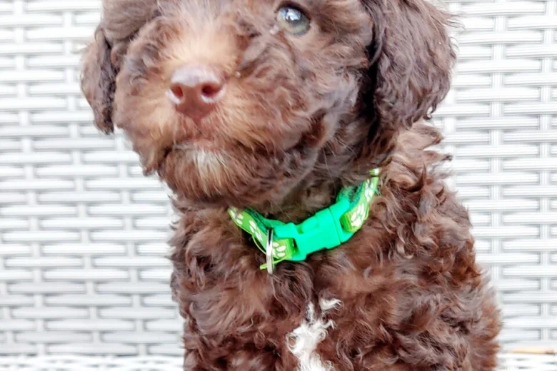 Toy Poodle
