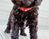 Toy Poodle
