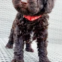 Toy Poodle