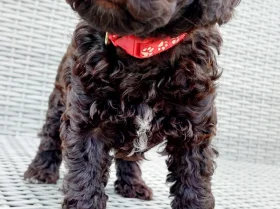 Toy Poodle