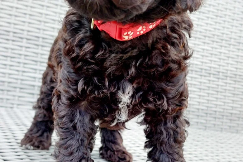 Toy Poodle