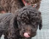 Toy Poodle