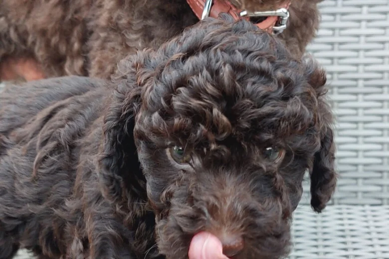 Toy Poodle
