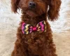 Toy Poodle