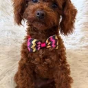 Toy Poodle