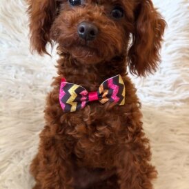 Toy Poodle