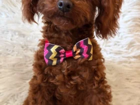 Toy Poodle
