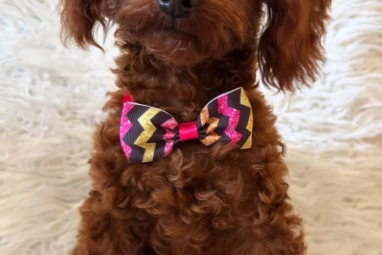 Toy Poodle