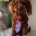 Toy Poodle