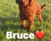Toy Poodle