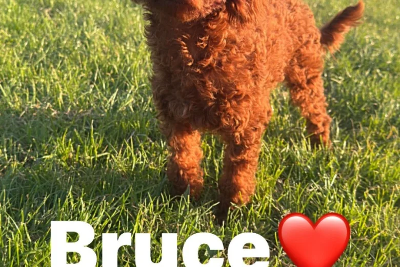 Toy Poodle