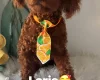 Toy Poodle