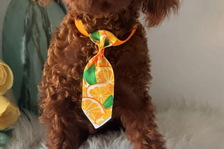 Toy Poodle