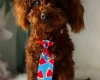 Toy Poodle