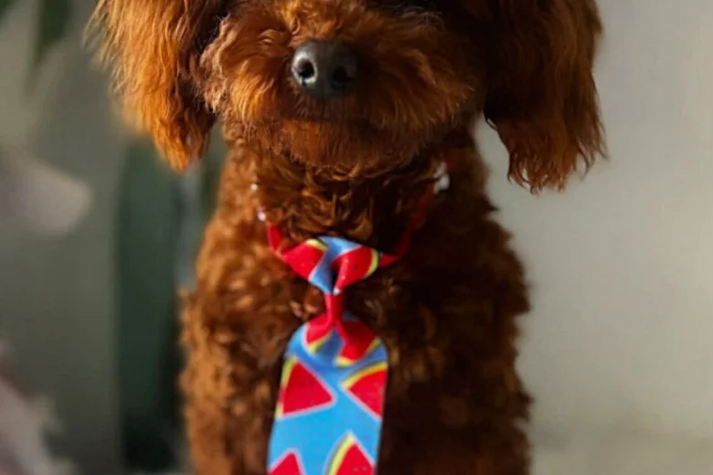 Toy Poodle