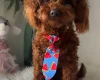 Toy Poodle