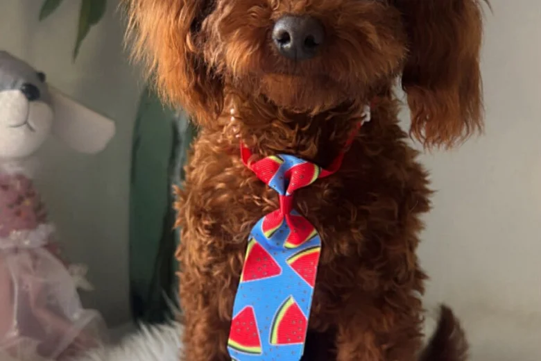 Toy Poodle