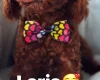 Toy Poodle