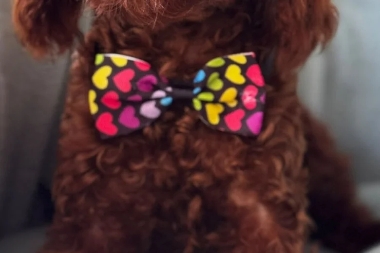 Toy Poodle