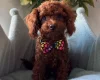 Toy Poodle