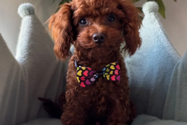 Toy Poodle