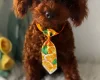 Toy Poodle