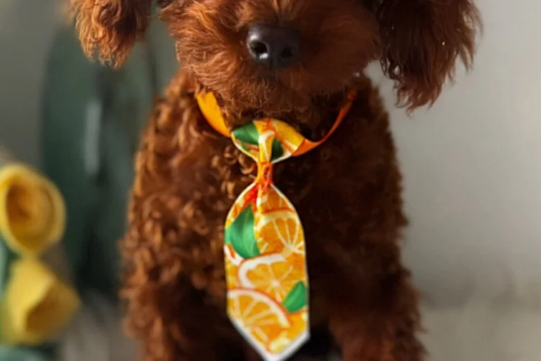 Toy Poodle
